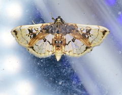 Compacta hirtalis