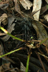 Dryopteris carthusiana