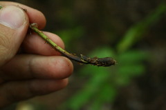 Dryopteris carthusiana