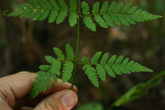 Dryopteris carthusiana