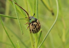 Leptinotarsa lineolata