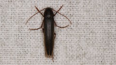 Serropalpus barbatus