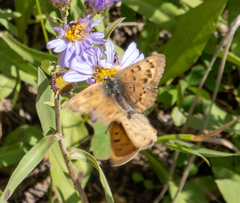 Tharsalea dorcas sangremar