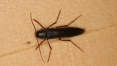 Serropalpus barbatus