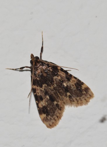 Aglossa caprealis