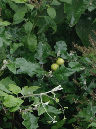 soda-apple nightshade