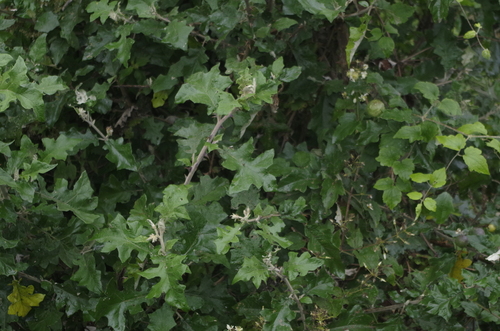 Solanum aculeastrum image