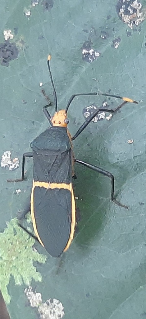 Leptoscelis egregia