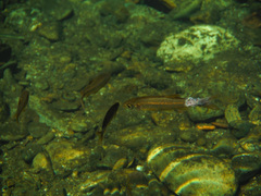 Pseudochondrostoma polylepis