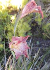 Gladiolus maculatus