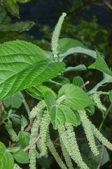 Acalypha schiedeana