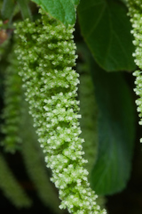 Acalypha schiedeana