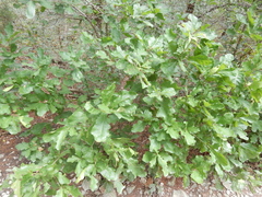 Quercus sinuata breviloba