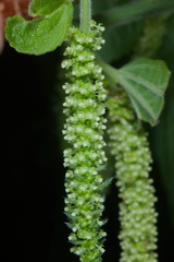 Acalypha schiedeana