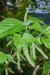 Acalypha schiedeana