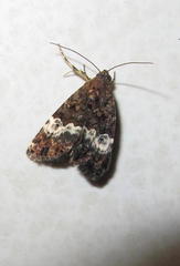 Aconzarba decissima