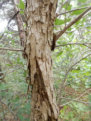 Quercus sinuata breviloba