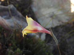 Gladiolus maculatus
