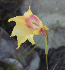 Gladiolus maculatus