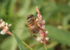 Palpada vinetorum