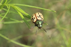 Leptinotarsa lineolata