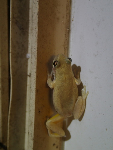 Colleeneremia rubella