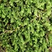 Micheli's Least Pouncewort - Photo (c) Alexander Rumpel, some rights reserved (CC BY-NC), uploaded by Alexander Rumpel
