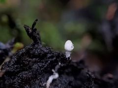 Coprinopsis stercorea