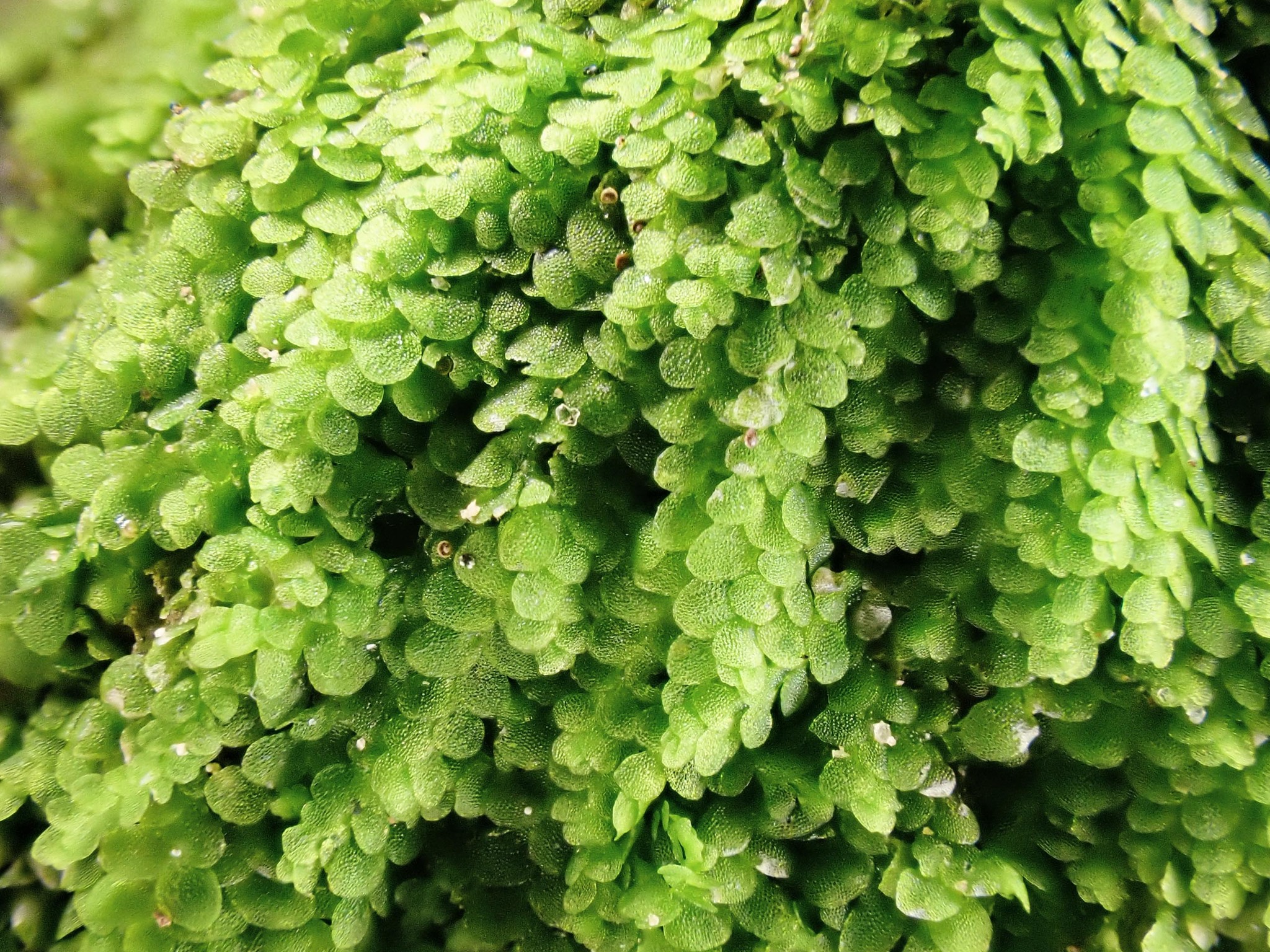 Lejeunea cavifolia