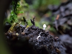 Coprinopsis stercorea