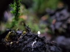 Coprinopsis stercorea