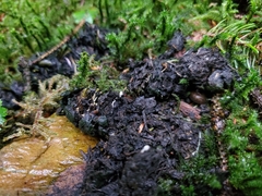 Coprinopsis stercorea