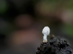 Coprinopsis stercorea