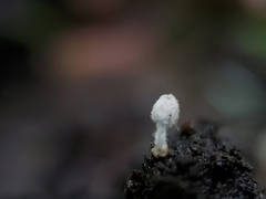 Coprinopsis stercorea