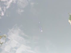 Actinopterygii