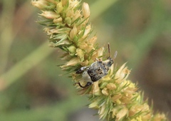 Penthobruchus germaini