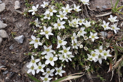 Arenaria ciliata