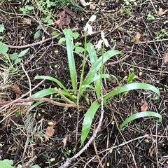 Hyacinthoides non-scripta
