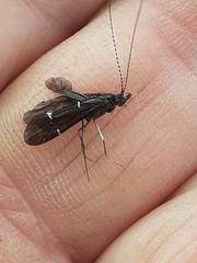 Athripsodes bilineatus