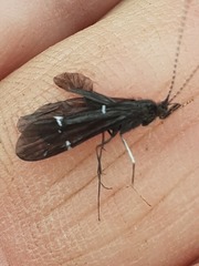 Athripsodes bilineatus