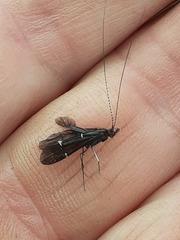 Athripsodes bilineatus