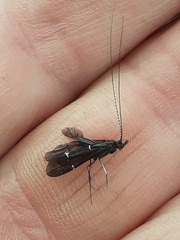 Athripsodes bilineatus