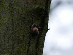Cepaea nemoralis