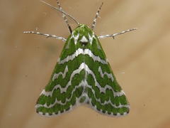 Argyrographa moderata