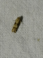 Blastodacna atra