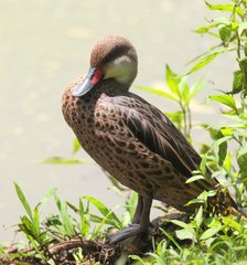Anas bahamensis galapagensis