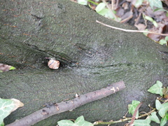 Cepaea nemoralis