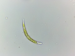 Euglena mutabilis