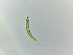 Euglena mutabilis