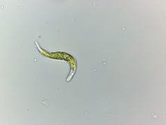 Euglena mutabilis